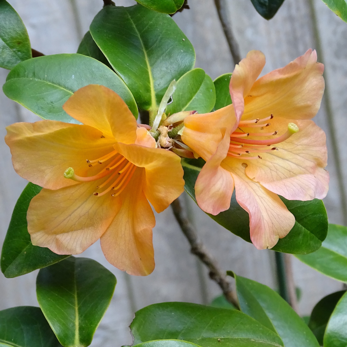 Trewithen Orange